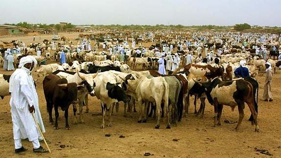 La FAO appuie la production de vaccins pour le cheptel au Tchad