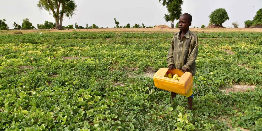 Nourrir l’Afrique malgré la maladie 1