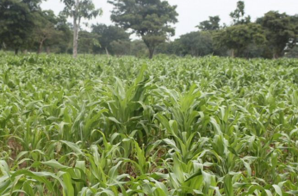 Le Rndt-Le Réveil préoccupé par la campagne agricole