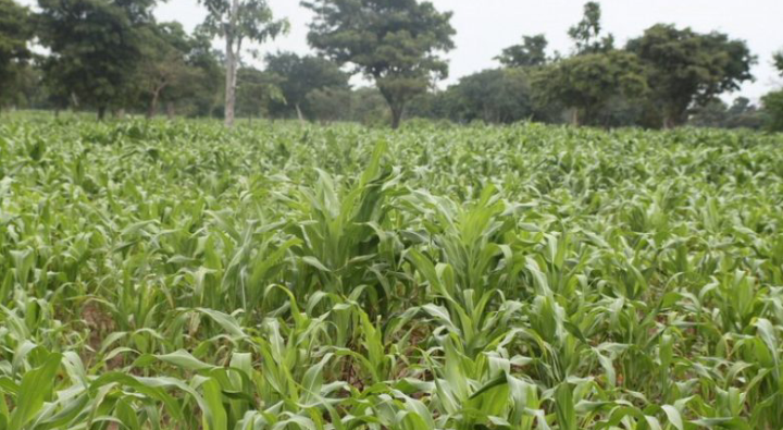 Le Rndt-Le Réveil préoccupé par la campagne agricole 1