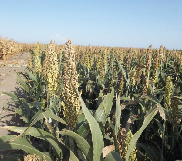 L’Etat va débloquer 17 milliards Fcfa pour renforcer la production agricole