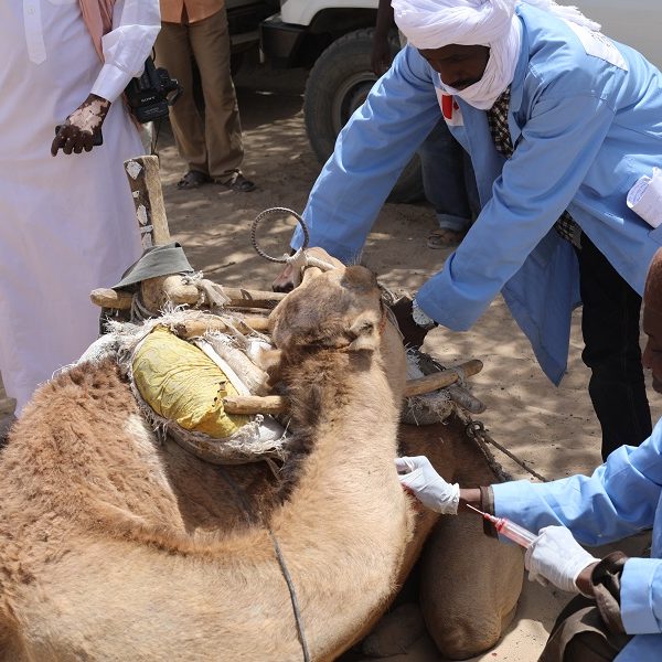 La Fao appui des éleveurs de la province de Wadi Fira