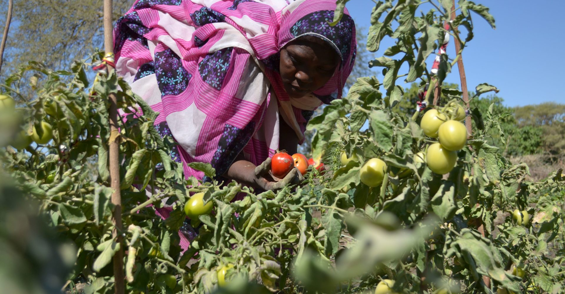 L’agriculture familiale écologique : un modèle durable et innovant pour une adaptation efficace aux changements climatiques au Tchad 1