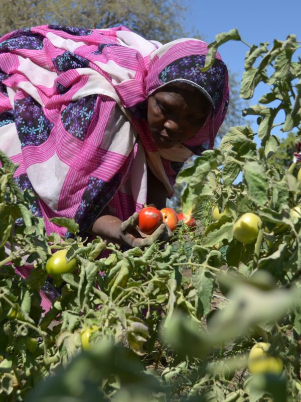 L’agriculture familiale écologique : un modèle durable et innovant pour une adaptation efficace aux changements climatiques au Tchad