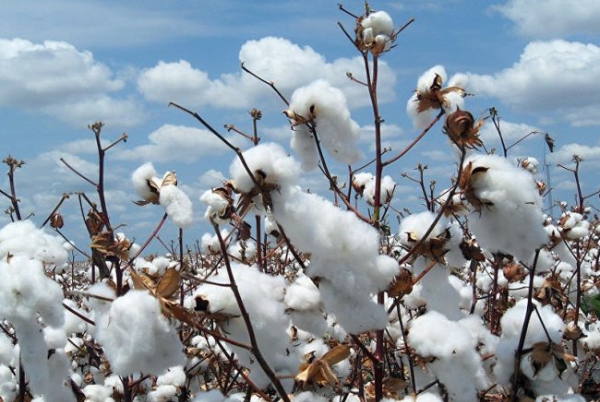 Le coton sera vendu à 227,5 le kg