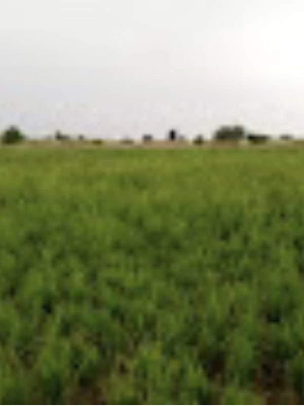 Les cultivateurs de riz autour de N’Djamena craignent une mauvaise récolte