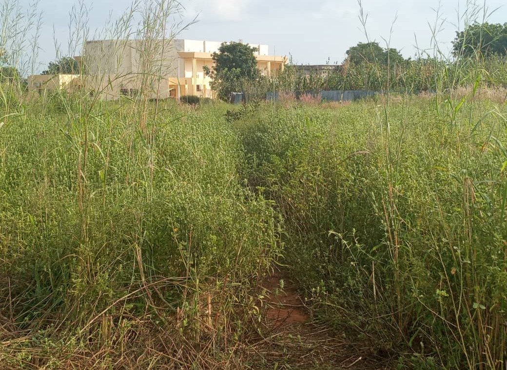 L'université de Moundou perdue au milieu des champs de manioc et de mil 1