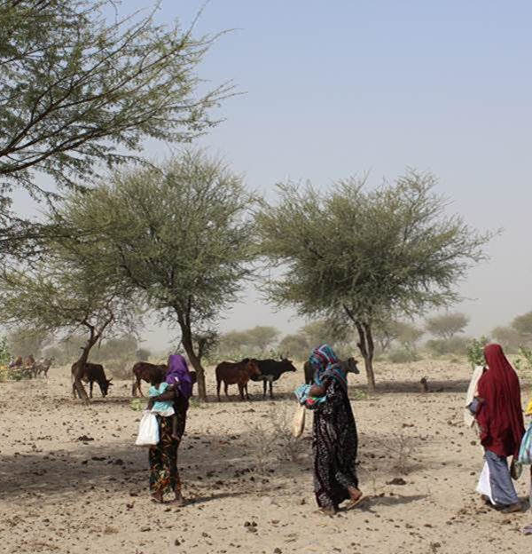 Le manque de pluie exacerbe une situation de malnutrition déjà catastrophique au Tchad