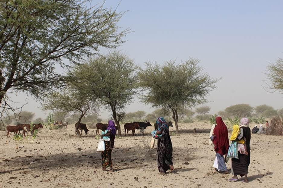 Le manque de pluie exacerbe une situation de malnutrition déjà catastrophique au Tchad 1