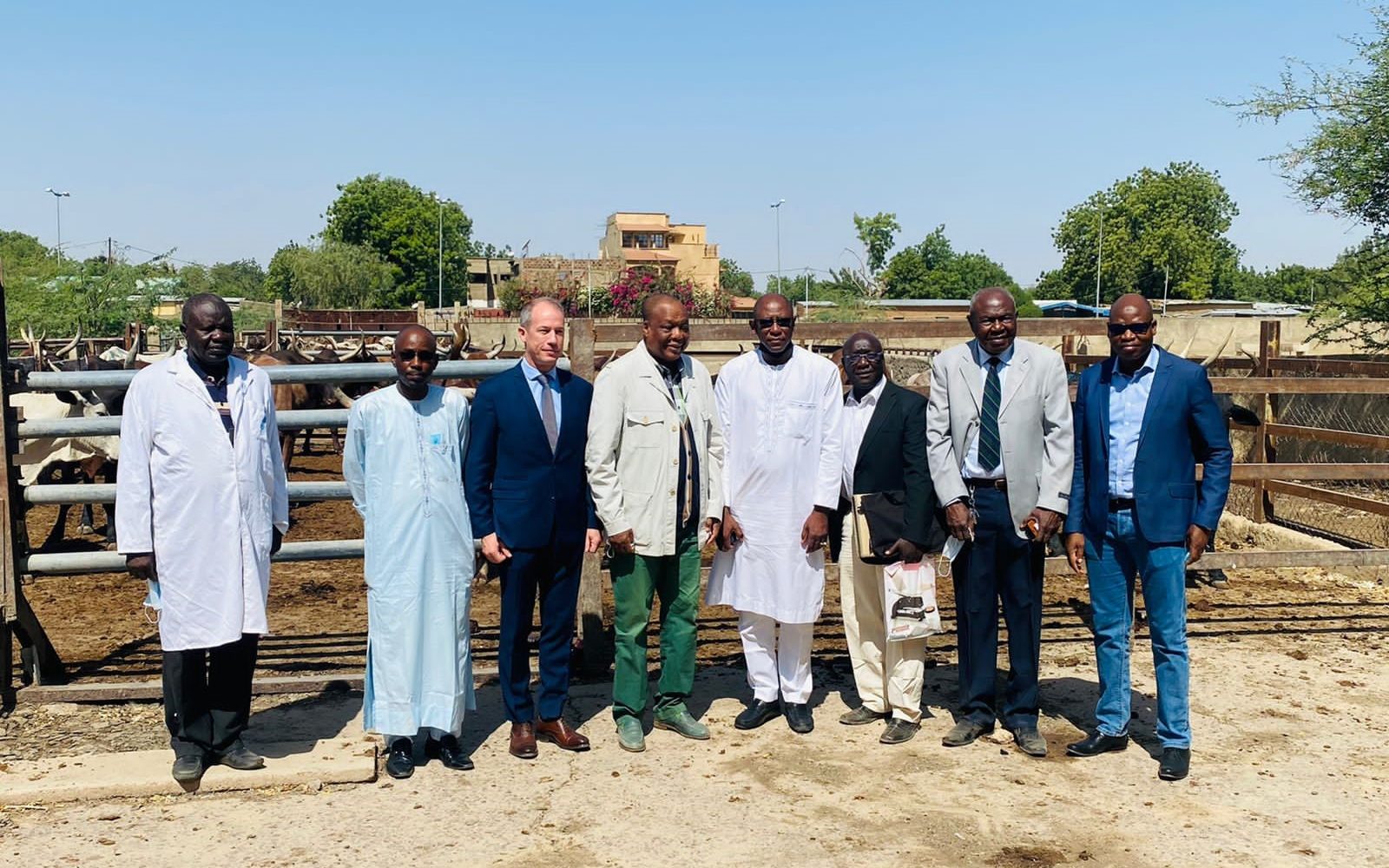 Bolloré transport & logistics Tchad réalise la première opération d’exportation de viande en Afrique centrale 1