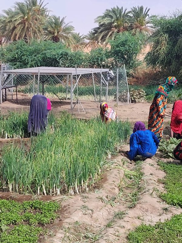 Acf appuie des groupements du Kanem à lutter contre la l’insécurité alimentaire