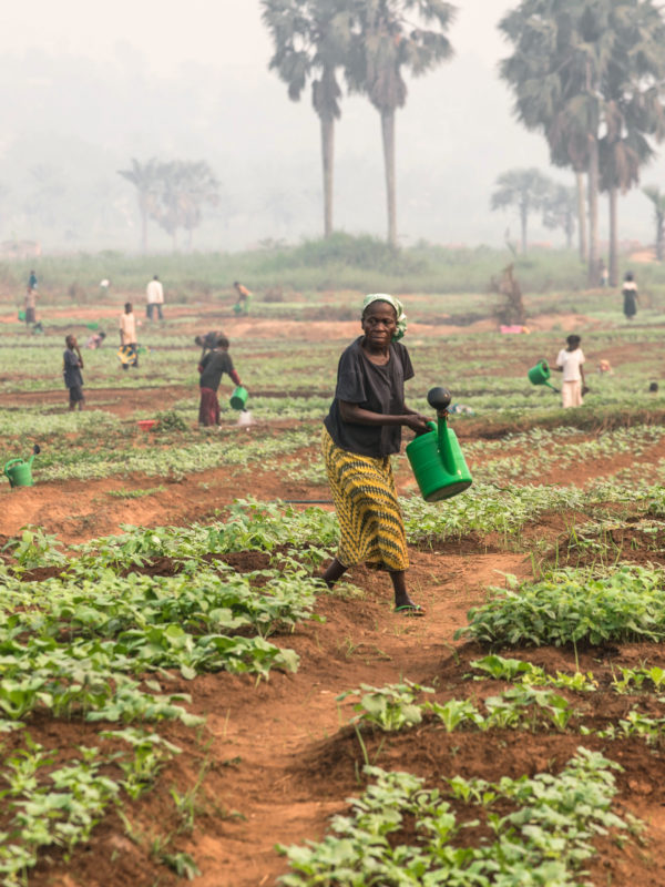La FAO appelle à rapidement intensifier l’assistance humanitaire agricole en Afrique centrale