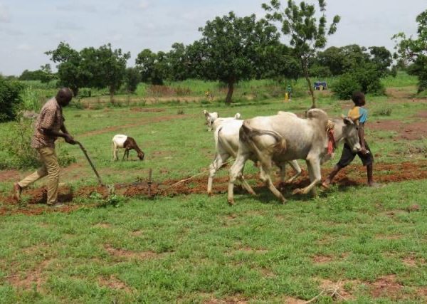 Tchad : la Banque mondiale renforce la compétitivité et l’inclusion des chaines de valeur agricoles