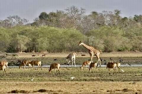 Le Tchad met fin à sa collaboration  avec African Parks Network 1