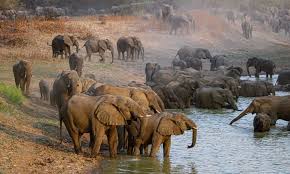 Incursion d’éléphant : le ministère de l’environnement alerte 1