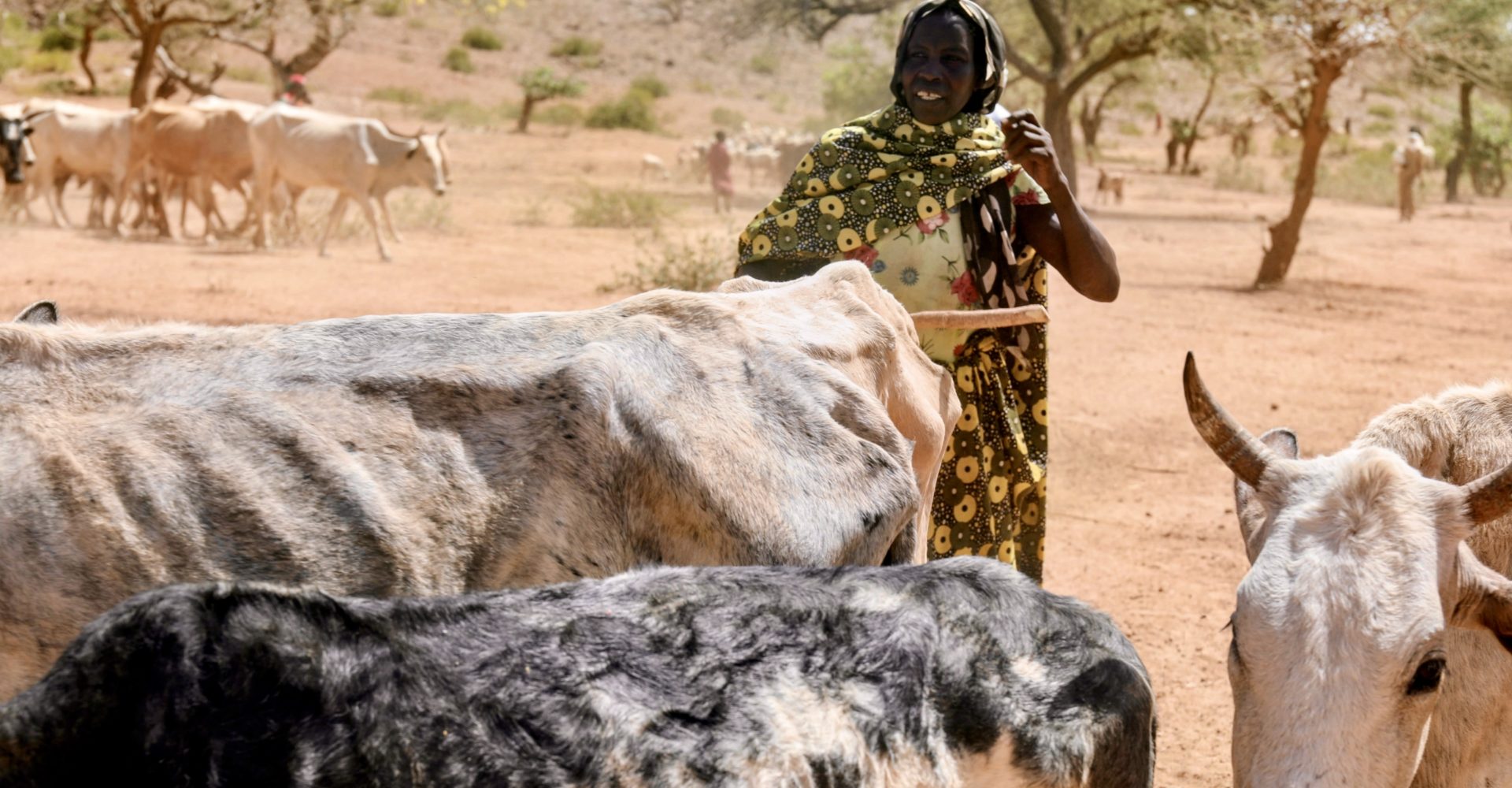 Tchad : la FAO reçoit 4 millions $ pour aider 72 200 personnes dans 4 provinces en crise 1 Tchad : la FAO reçoit 4 millions $ pour aider 72 200 personnes dans 4 provinces en crise 1