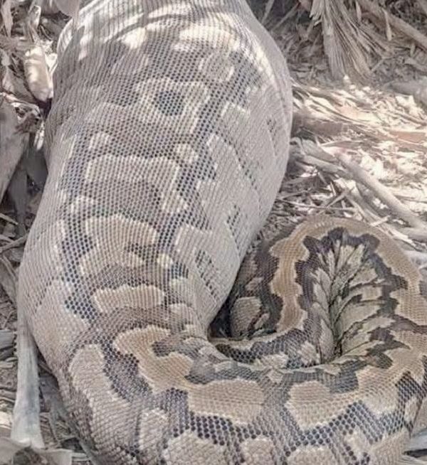 Kanem : un python capturé et transféré vers le parc national de Zah-Soo