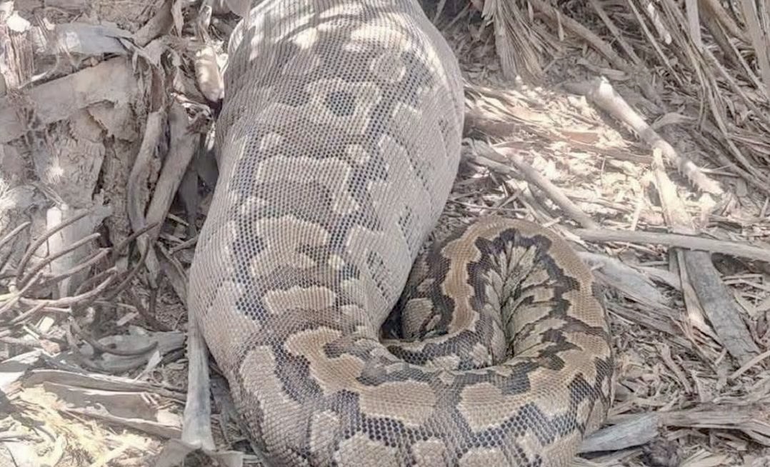 Kanem : un python capturé et transféré vers le parc national de Zah-Soo 1