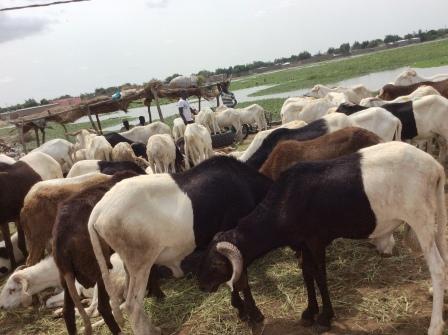 Aïd el-Kébir : des moutons aux prix qui donnent le tournis 1