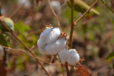 Suspension de la distribution des semences de coton Irma est levée 1