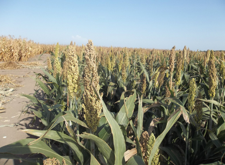 L'Etat va débloquer 17 milliards Fcfa pour renforcer la production agricole 1