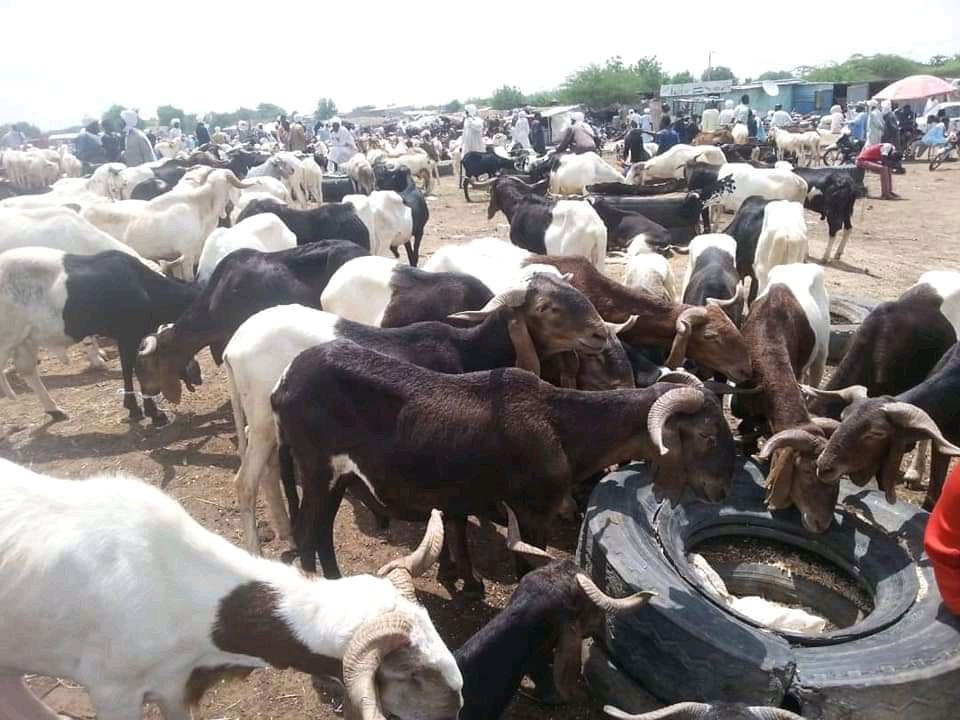 La fête de tabaski : trop des spéculations sur les prix des moutons 1