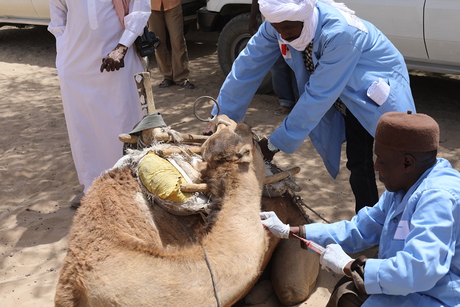 La Fao appui des éleveurs de la province de Wadi Fira 1