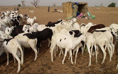 La Banque mondiale débloque 375 millions de dollars pour aider les pays du Sahel à exploiter pleinement le potentiel du pastoralisme