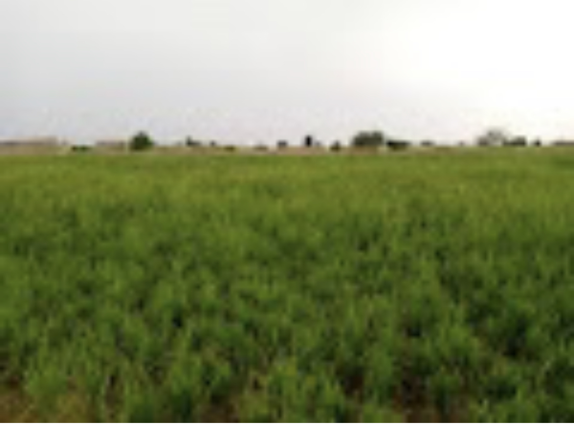 Les cultivateurs de riz autour de N’Djamena craignent une mauvaise récolte 1