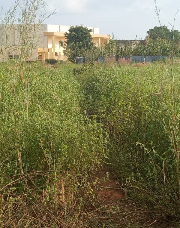 L’université de Moundou perdue au milieu des champs de manioc et de mil