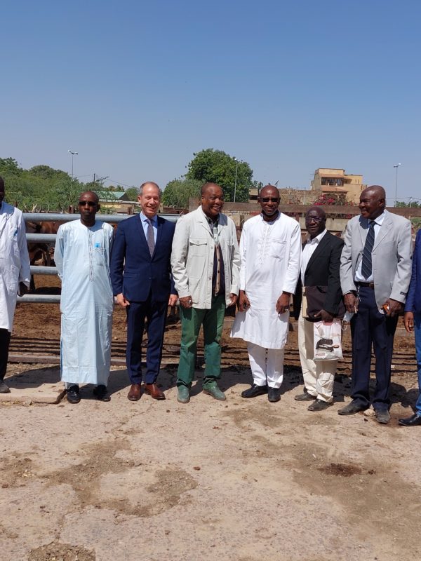 La Sdpa va commercialiser 9.000 tonnes de viande de bœufs en 2022