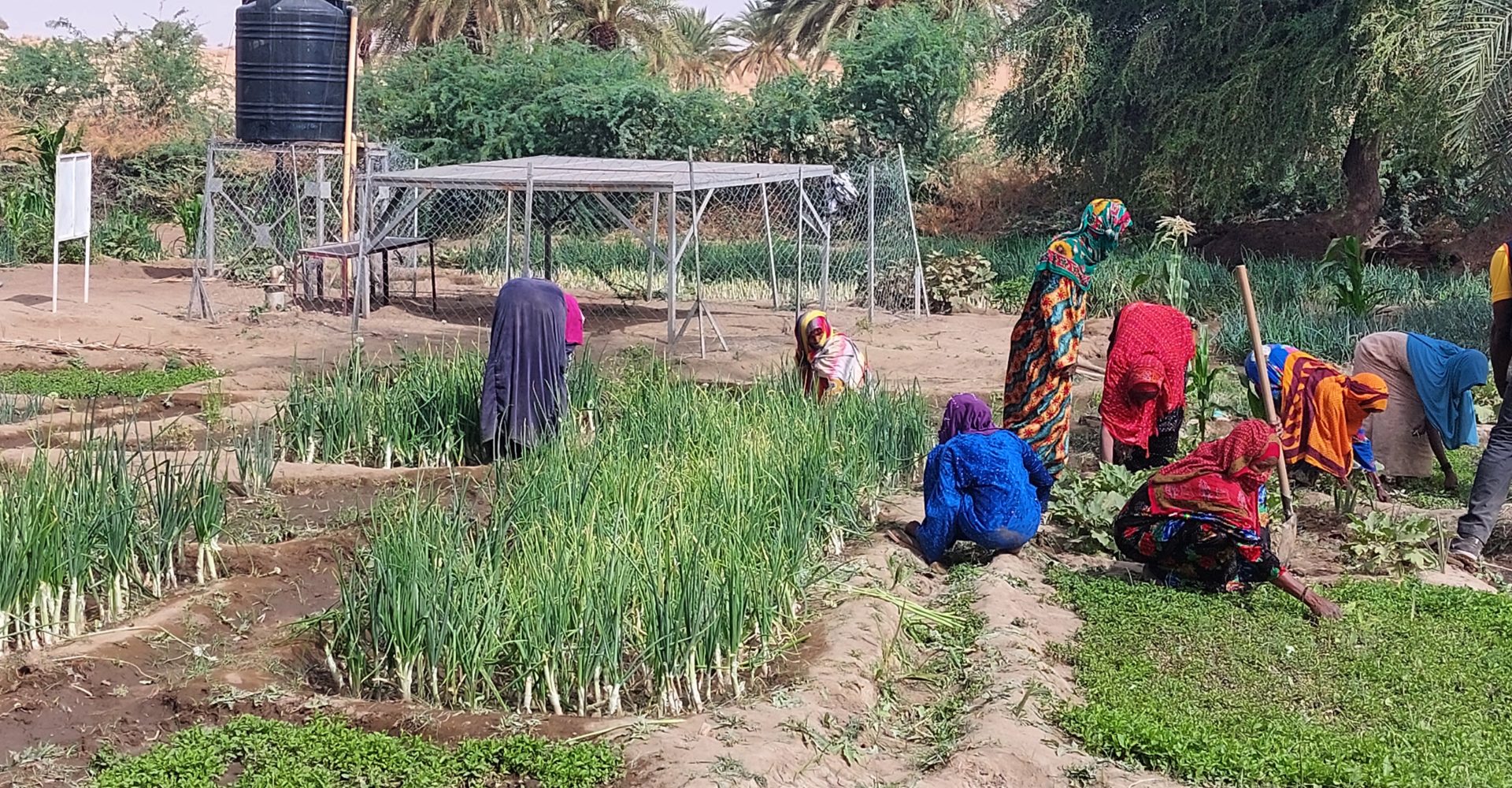 Acf appuie des groupements du Kanem à lutter contre la l'insécurité alimentaire 1