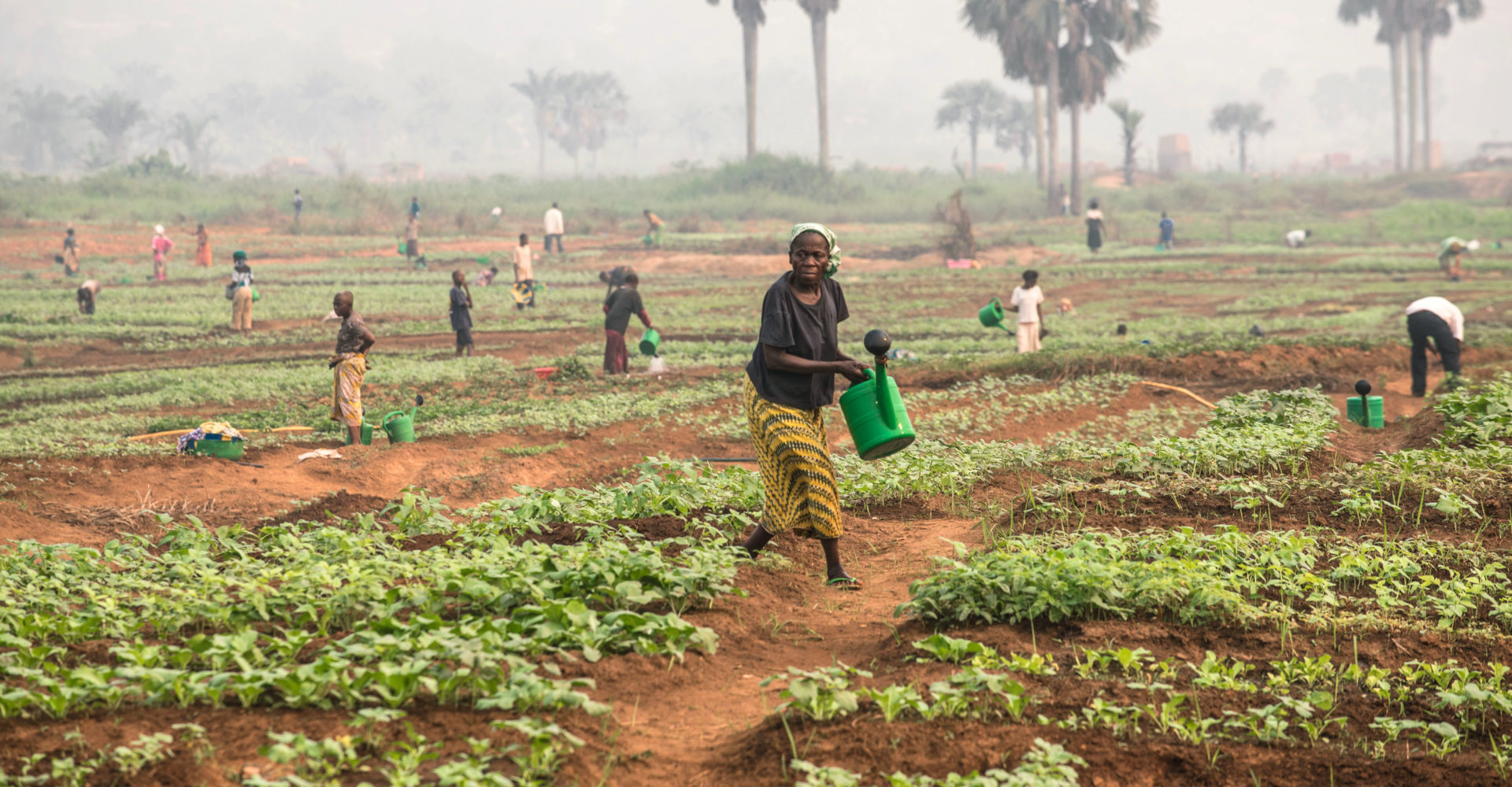 La FAO appelle à rapidement intensifier l’assistance humanitaire agricole en Afrique centrale 1