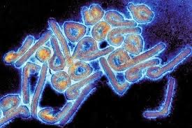 La Guinée équatoriale déclare sa première épidémie de maladie à virus Marburg 1