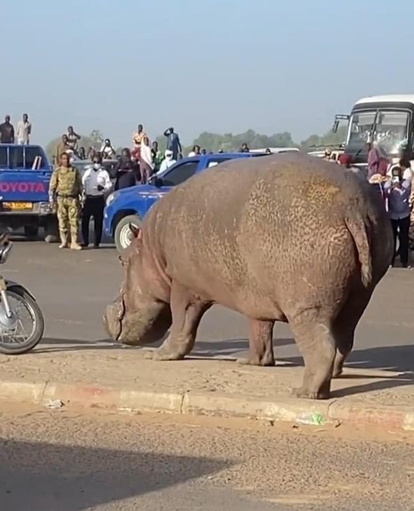 Un hippopotame égaré à Farcha