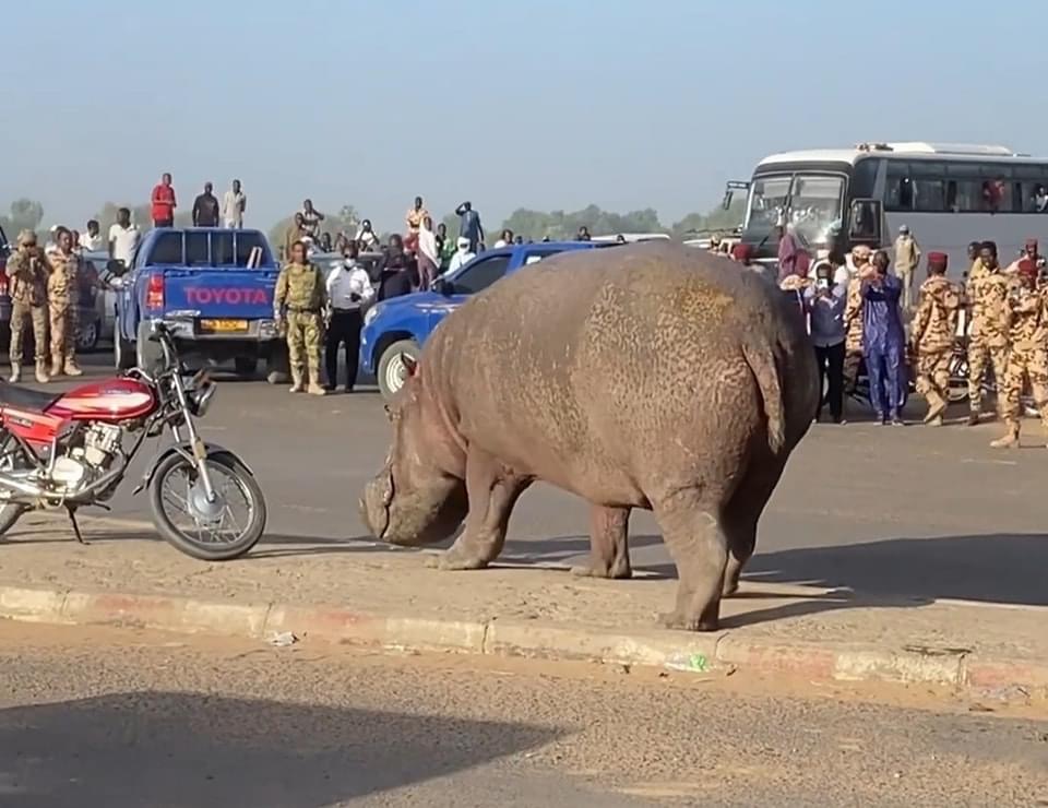 Un hippopotame égaré à Farcha 1