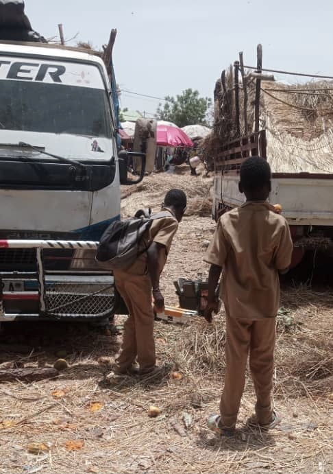 Les mangues avariées nourrissent certains enfants 1