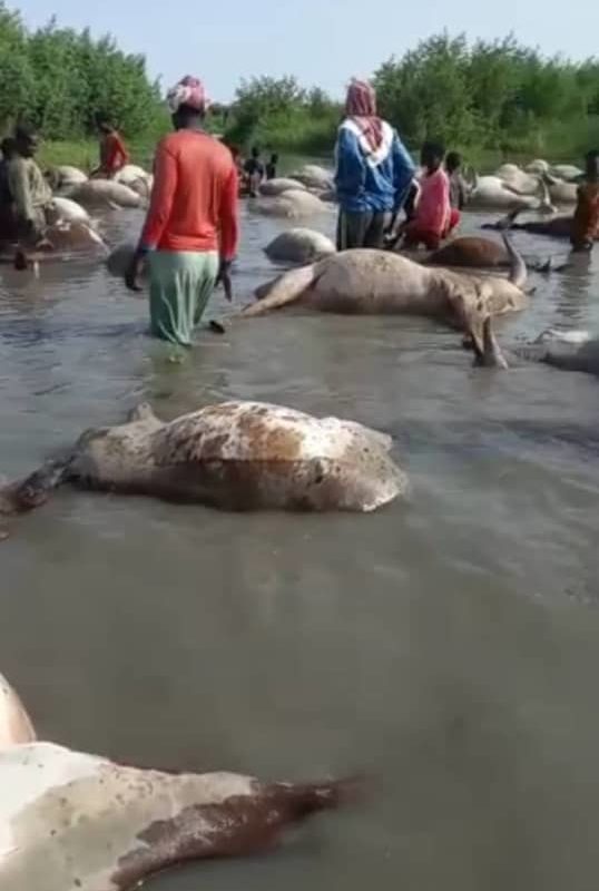Plus de 150 bœufs de la race kouris meurent mystérieusement dans l’eau
