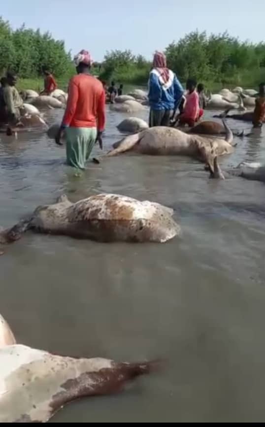 Plus de 150 bœufs de la race kouris meurent mystérieusement dans l’eau 1