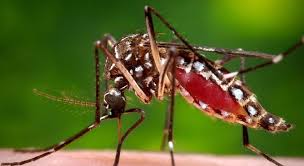Ouaddaï : Une épidémie de Dengue déclarée à Abéché 1