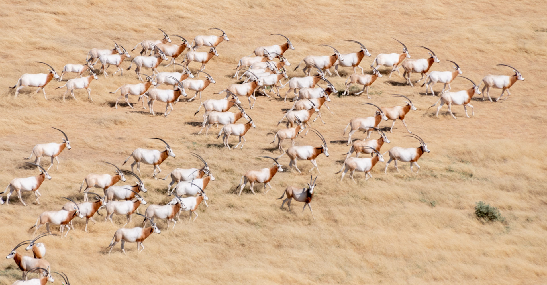 Cop28 : l'oryx algazelle, autrefois "Éteint à l'état sauvage", est désormais de retour dans la nature au Tchad 1