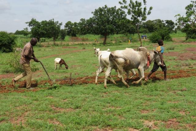 Tchad : la Banque mondiale renforce la compétitivité et l’inclusion des chaines de valeur agricoles 1