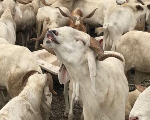 Fête du mouton : le vendredi 6 juin férié et chômé
