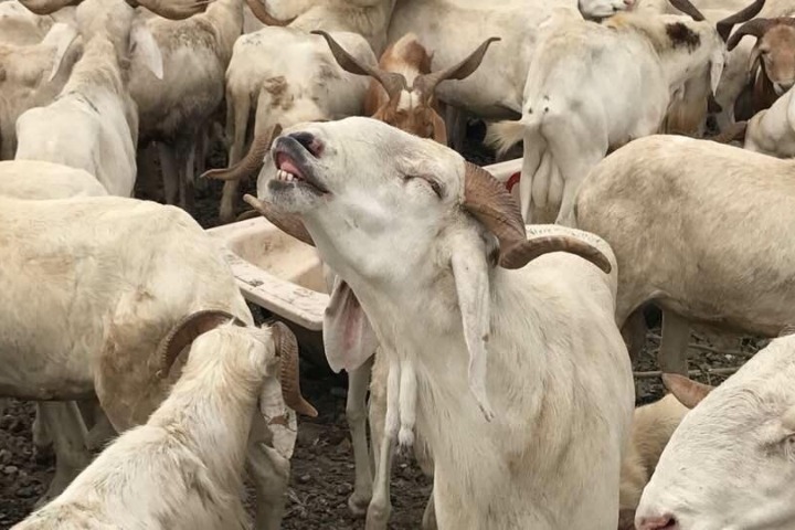 Fête du mouton : le vendredi 6 juin férié et chômé 1