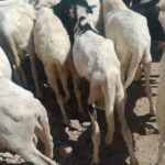 Fêtes de fin d'année à Ndjamena : entre friperies et couturiers, la bataille des tenues 3