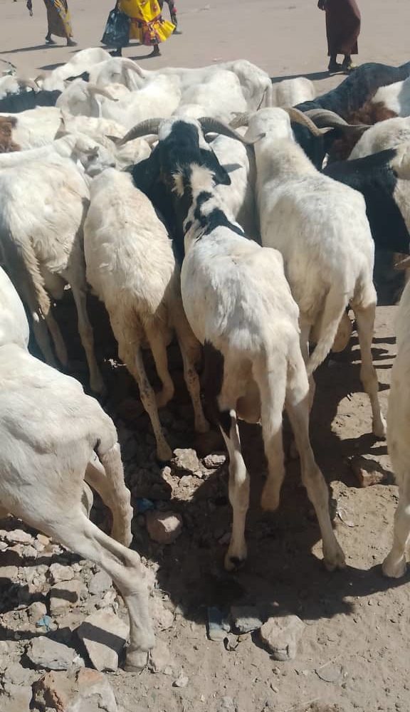 La flambée des prix des moutons et volailles à l'approche des fêtes 1