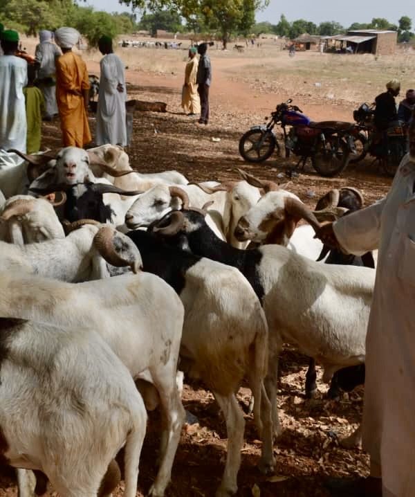 Moyen-Chari : Manda 1 au rythme des préparatifs de la Tabaski