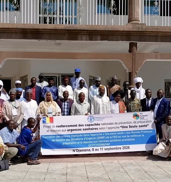 Tchad : la FAO renforce les capacités de prévention et de réponse aux urgences zoosanitaires