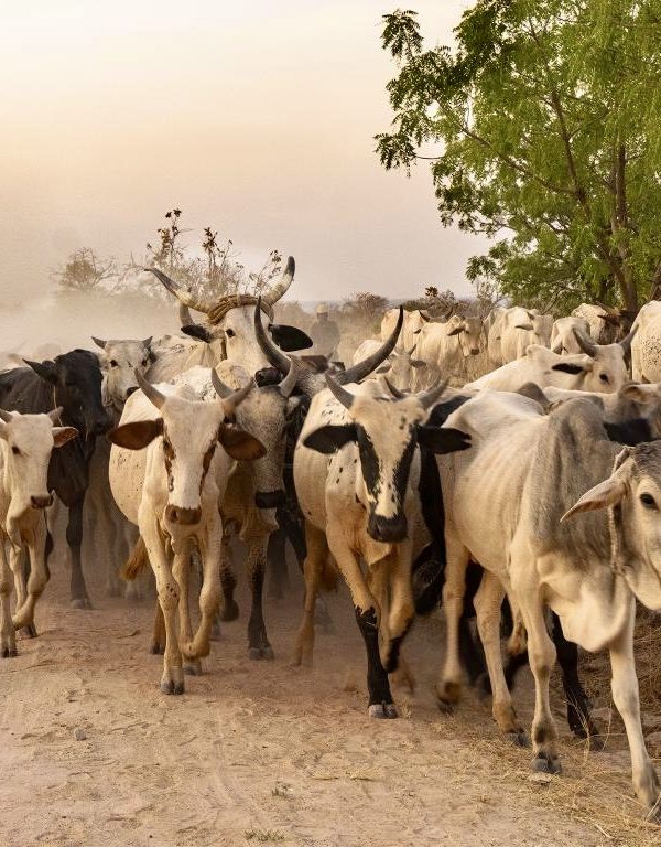 Tchad : des mesures pour sécuriser la campagne de transhumance 2026-2027