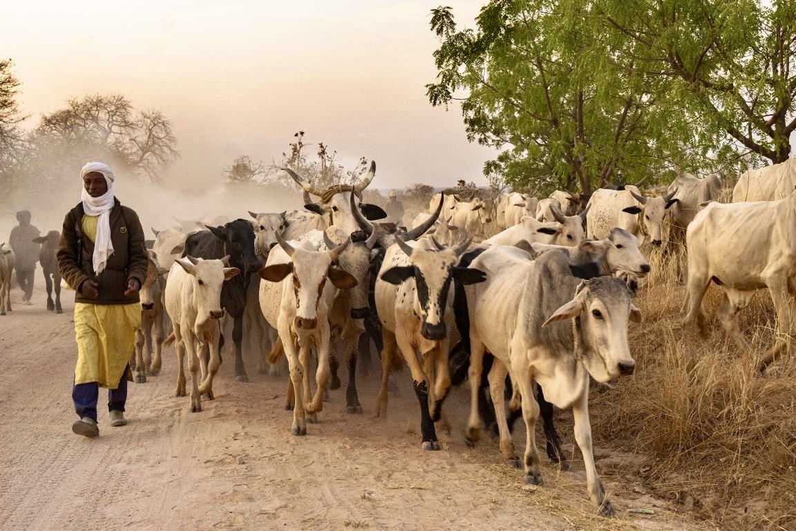 Tchad : des mesures pour sécuriser la campagne de transhumance 2026-2027 1
